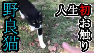 子猫ちゃんが寄ってきて・・・？【2020関東旅行】