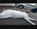 お寺の駐車場でさっそく私を出迎えてくれる猫様たち