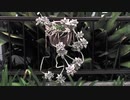 春がこない【オリジナル曲】