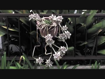 春がこない【オリジナル曲】