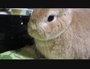 うさぎASMR