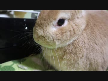 うさぎASMR