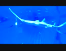 【PV】名古屋港水族館に行ってきた！