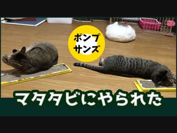 ネコにマタタビ、微量でこんな感じになります。