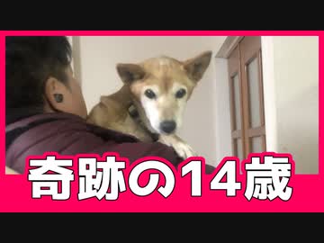 もうすぐ15歳の高齢犬が突然弱ってきて悲しすぎる