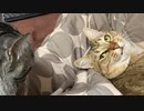 コタツを死守するタタルさん　＃210