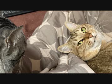 コタツを死守するタタルさん　＃210