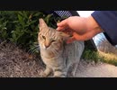 ゴロゴロ大音量で甘えてくる野良猫、私の足にスリスリして離れようとしない
