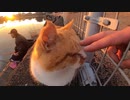 夕焼けの反射がきれいな池で野良猫の頭をこちょこちょしてみた