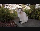【ゴロゴロ】公園の野良猫をナデナデしてゴロゴロ喜ぶまでを撮影した動画