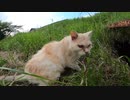 【閲覧注意】野良猫の縄張りと知らずに入って、猫を激怒させてしまう【ヤバイ！】