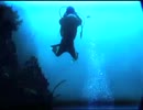 Born to be Wild: Marine Encounters