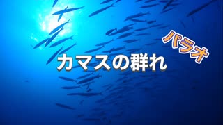 カマスの群れ・パラオダイビング