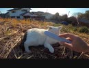 海沿いの道で出会った野良猫と濃厚接触してしまう動画