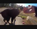 何匹かの野良猫が幸せに暮らす公園で猫集会に参加してきた