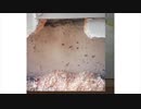 Done Right Rodent Proofing Fairfax CA - Animal Rescue Service