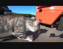【田代島】港で野良猫たちが餌を食べ、くつろぎながら時間が過ぎて行く