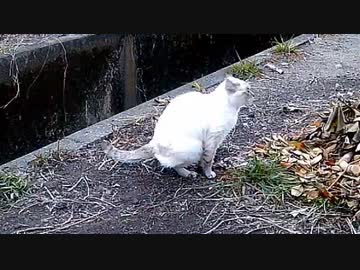 【貴重映像】野良猫の○○○