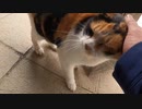 お寺の三毛猫様が激しく甘えてきた！思わず家へ連れて帰りそうになった