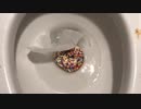 M&M'sとドーナツをトイレに流してみた２