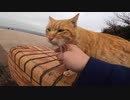 海の見える公園でライオンのような茶トラ猫が私の膝の上に乗ってきた！