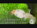 [激カワ]タランチュラ飼育日記その６９[ウパルパ参上]