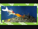 【剣盾】水族館パでワイワイバトル：29【グローバルチャレンジ】