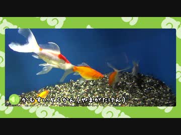 【剣盾】水族館パでワイワイバトル：29【グローバルチャレンジ】