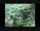 Onna Sea