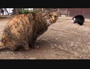 森の中で偶然見つけたモフられるの大好きな人懐っこい野良猫が可愛すぎる