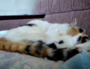 うちのぬこ