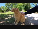 野良猫が猫語で喋りかけてくるのでナデナデしたら喜んで膝の上に乗ってきた