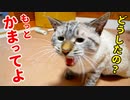 ニャーニャー鳴いて不満を訴える猫が満足してくれるまで尽くした結果…
