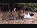 サビ猫の背中トントンするとベロを出して反応する姿が可愛すぎる