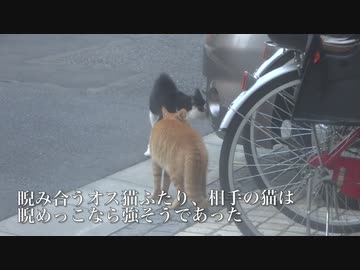 ボス猫なき住宅街、野良猫戦国時代に突入する