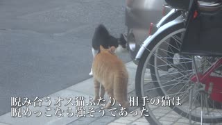 ボス猫なき住宅街、野良猫戦国時代に突入する