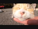 神社の猫様たちが日光浴中にお邪魔してモフらせてもらいました