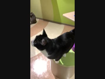 人気の ねこ Av アニマルビデオ 動画 4 716本 23 ニコニコ動画