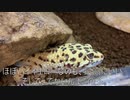 [絶対に見て！]タランチュラ飼育日記その７０[煽っていくスタイル]