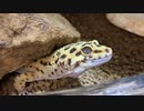 ヒョウモントカゲモドキを愛でるだけの動画[飼育日記特別編]