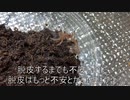 [レアシーン！]タランチュラ飼育日記その７１[脱皮不全怖すぎ]