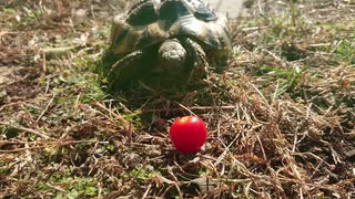 リクガメから逃げるトマト