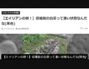 【エイリアンの卵！】収穫前の白菜って凄い状態なんだな(茶色)