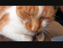 神社にいた猫様の肉球を触ったりトントン、ナデナデやってみた