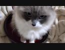 【ゆっくり解説風】また鉢をしている
