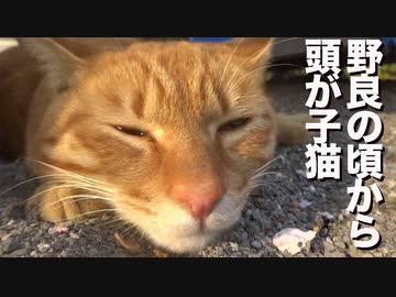 野良茶トラ3兄弟、揃って頭が子猫のまま成長する