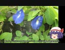 ゆっくり農民151バタフライピーを育ててみませんか？