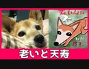 老いと天寿・突然弱り果てた高齢犬に涙がとまらない飼い主