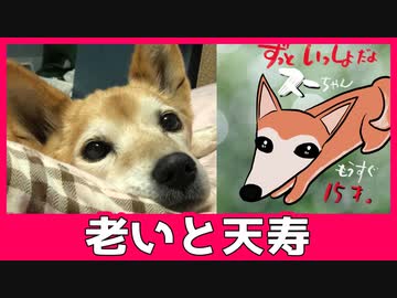 老いと天寿・突然弱り果てた高齢犬に涙がとまらない飼い主