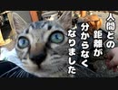 末っ子の子猫がかわいい【野良猫鶏肉騒動その２】